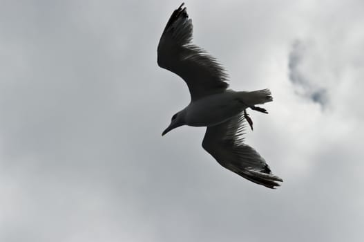 Flying seagull, north part of Aegean Sea near Thasos Island, Greece.