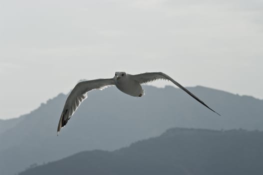 Flying seagull, north part of Aegean Sea near Thasos Island, Greece.