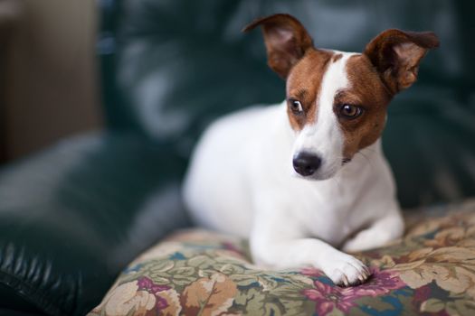 Jack Russell Terrier Puppy Portrait with Narrow Depth of Field.