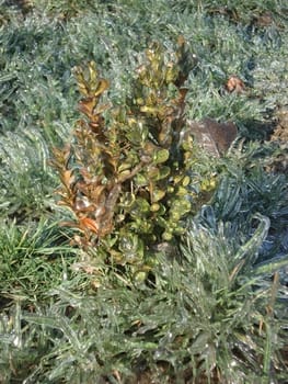 Grass; a plant; winter; macroshooting; flora; leaves; vegetation