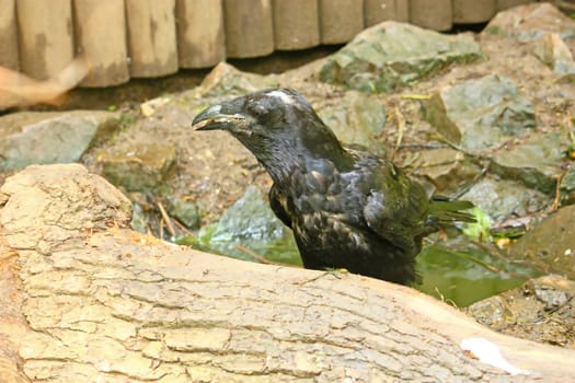 Black raven on the floor ground, picture from the ZOO