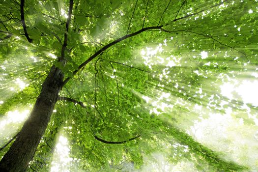 Sunbeams shining trough in the forest