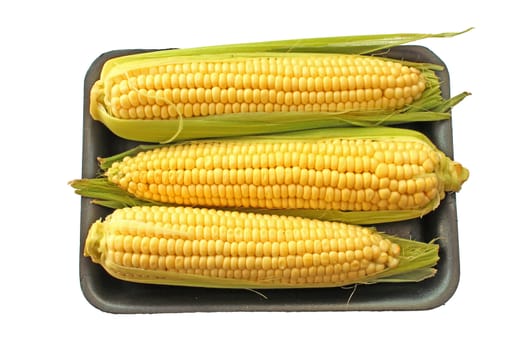 Corn cob sweetcorn ready for cooking isolated on white