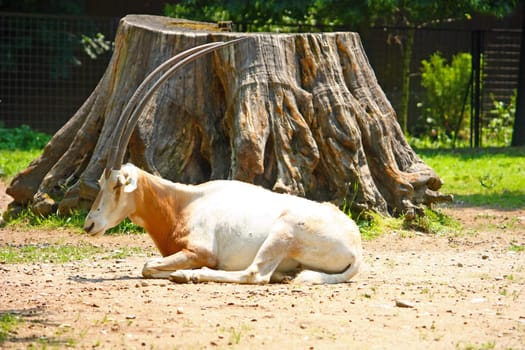 Scimitar horned oryx (Oryx dammah) lying in front of big stump, picture taken in zoo