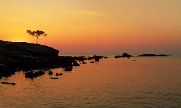 A beautiful Mediterranian sea sunrise with alone pine in the foreground.