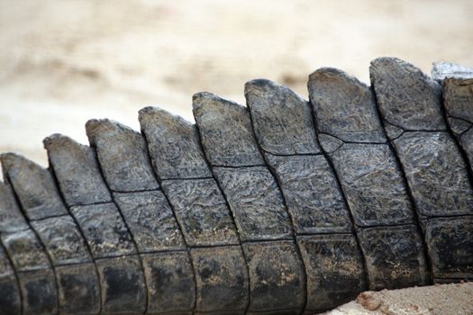 Close up view of the tail of a crocodile.