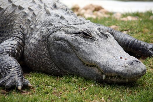 Close up view of the head of a sleepy crocodile.