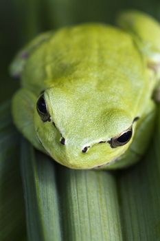Close up view of a Mediterranean Tree Frog (Hyla meridionalis) on a leaf.