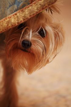 Little Yorkshire terrier looking from under the cover