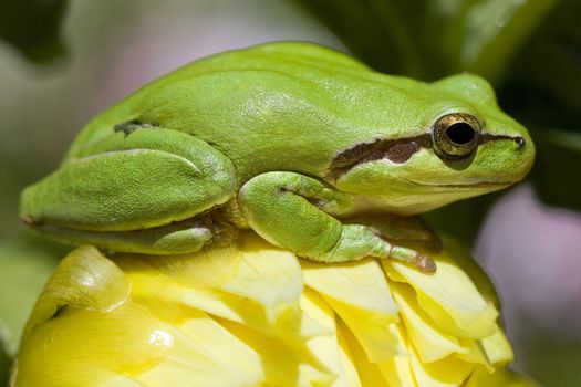 View of a green European tree frog on top of a yellow flower.