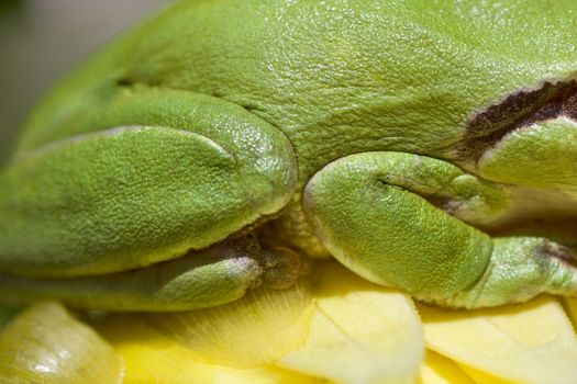 Close view of a green European tree frog legs.