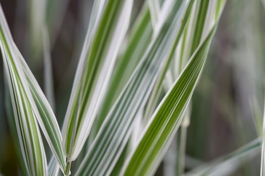 Ribbon Grass Abstract Blurred Background 2