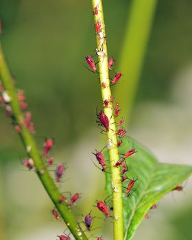 Red aphids crawling along a plant stem.