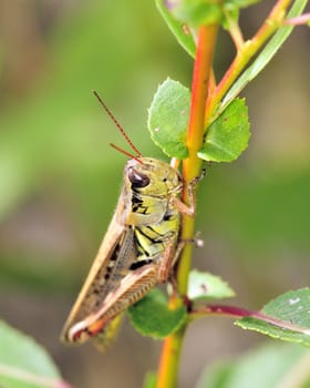 A grasshopper perched on a plant stem.