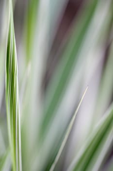 Ribbon Grass Abstract Blurred Background