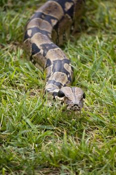 View of the head of a boa constrictor snake sliding on the grass.