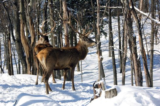 Wild elks in winter