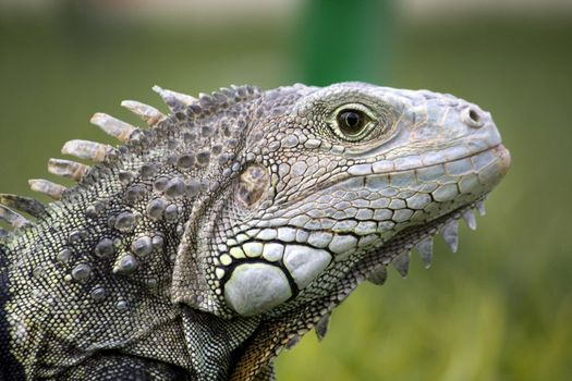 Close view of the head of a iguana lizard.