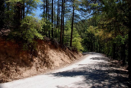 Curving Dirt Road in the Forest