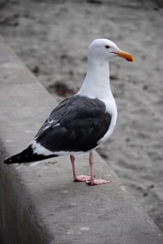 A Single Seagull Standing on Sea Wall