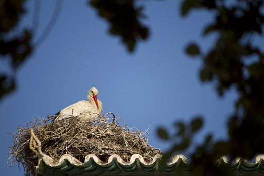 View of a white stork on a nest on top of a building.