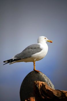 Side profile view of an adult yellow-legged gull on top of a rock.