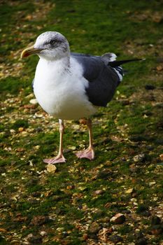 View of an lesser black-backed gull walking on the beach pebles searching for food.