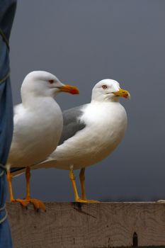 View of two adult yellow-legged seagulls on top of a wooden box.