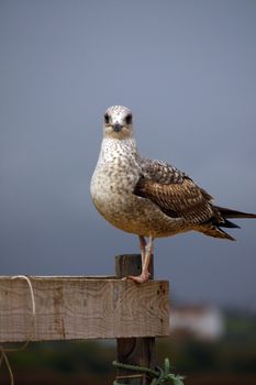 View of an juvenile yellow-legged gull looking at the camera on top of a wooden box.