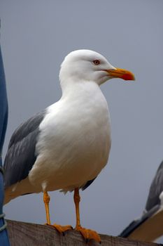 Close detail of an adult yellow-legged gull on top of a wooden box.