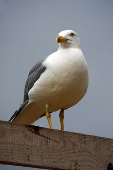 Fullbody view of an adult yellow-legged gull on top of a wooden box.