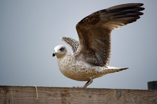 View of a juvenile  yellow-legged gull with open wings.