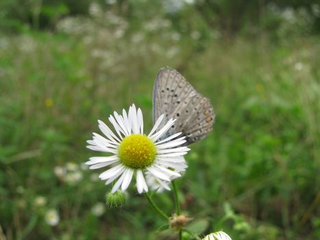 flower, flowers, flora, the nature, a plant, a season, summer, object, a background, flowering, park, largly