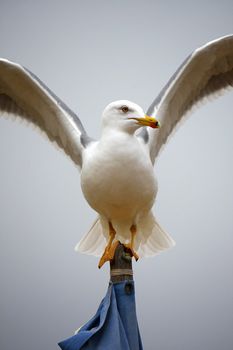 View of a yellow-legged seagull with open wide wings on top of a flag.