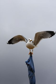 View of a yellow-legged gull on top of a strapped flag with wide open wings.