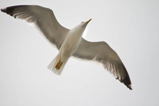 View from below a white seagull in plain flight.