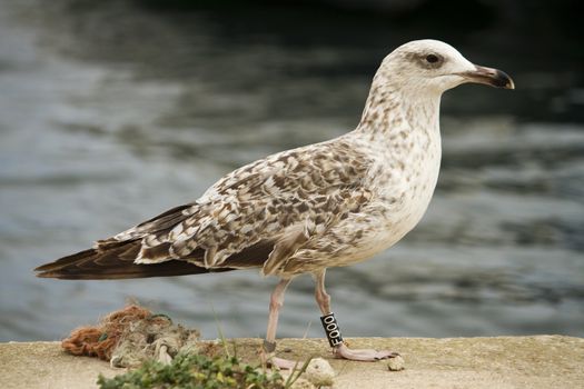 Close up view of a juvenile seagull catching some food.