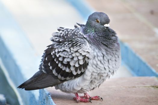 Close view of a city pigeon with cold, with his feathers lifted.