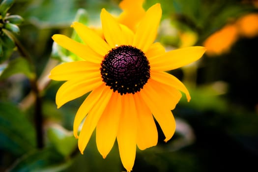 Black eyed susan wild flowers in yellow and black