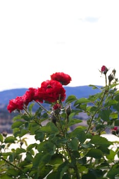 red roses in bright sky