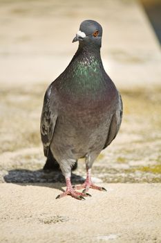 Close view of a city pigeon walking towards the camera.