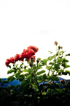 red roses in bright sky