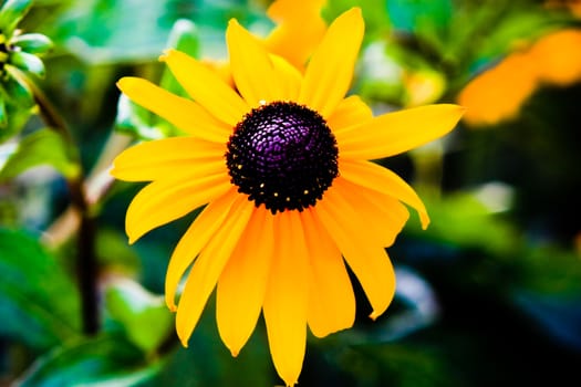 Black eyed susan wild flowers in yellow and black
