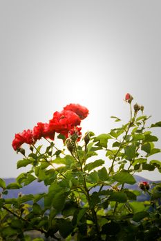red roses in bright sky