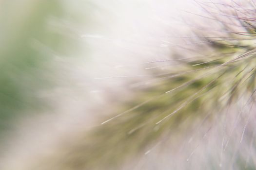 close-up photo of a fluff hair, macro