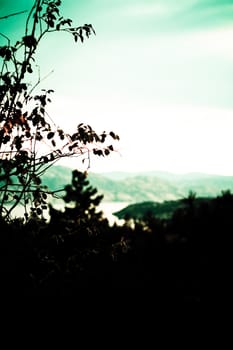 shallow depth of foeld of a bush branch