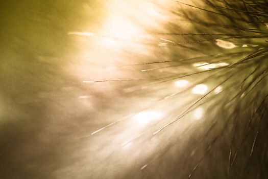 close-up photo of a fluff hair, macro