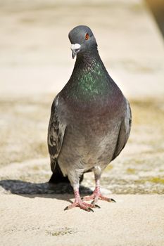 Close view of a city pigeon walking towards the camera.