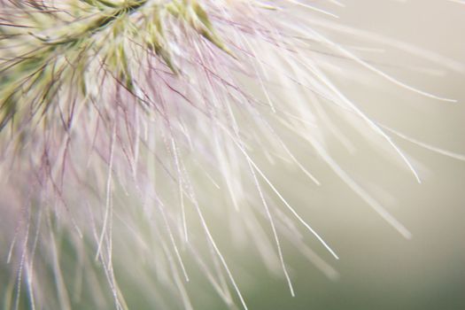 close-up photo of a fluff hair, macro