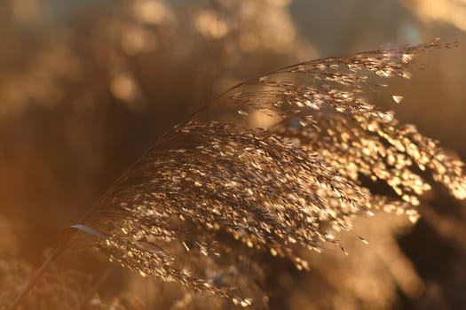 backlit Phragmites seed head